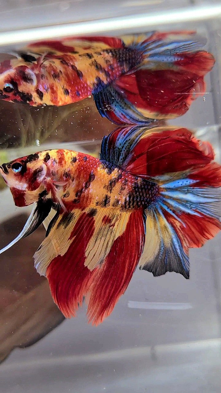 HALFMOON ROSETAIL YELLOW RED MULTICOLOR BETTA FISH