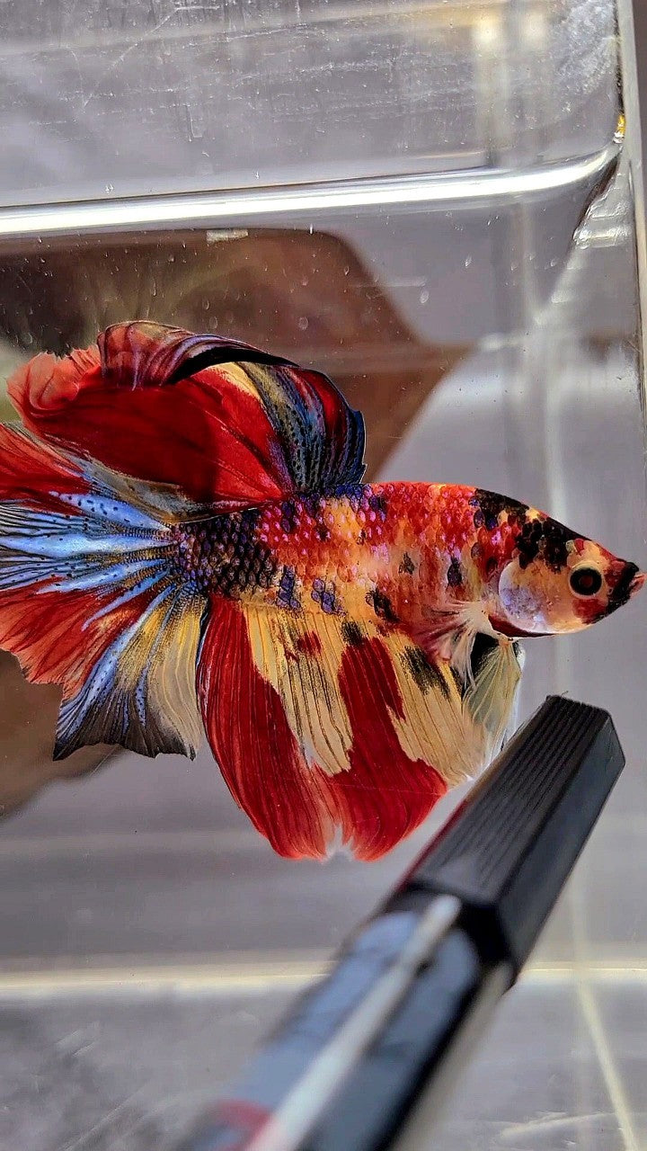 HALFMOON ROSETAIL YELLOW RED MULTICOLOR BETTA FISH