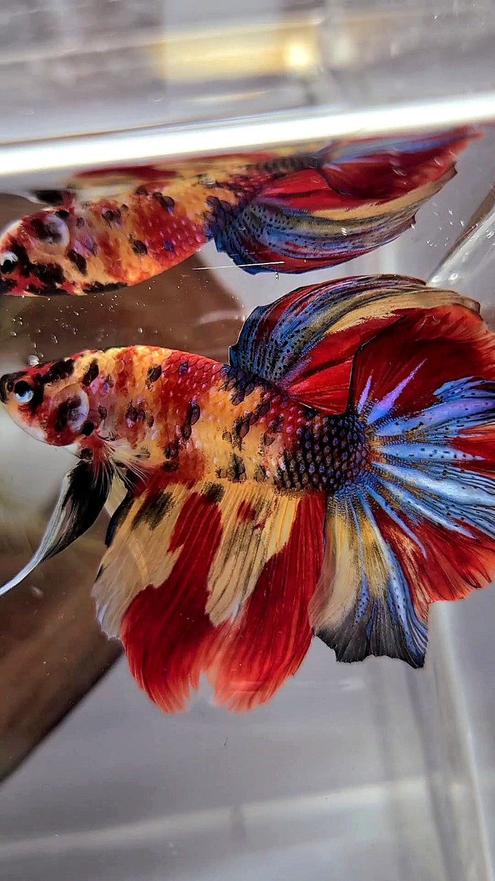 HALFMOON ROSETAIL YELLOW RED MULTICOLOR BETTA FISH