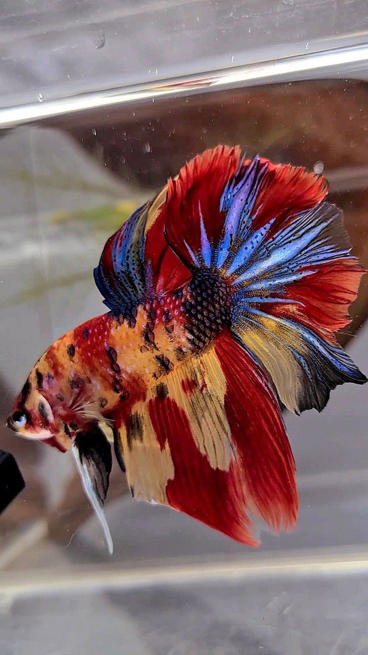 HALFMOON ROSETAIL YELLOW RED MULTICOLOR BETTA FISH