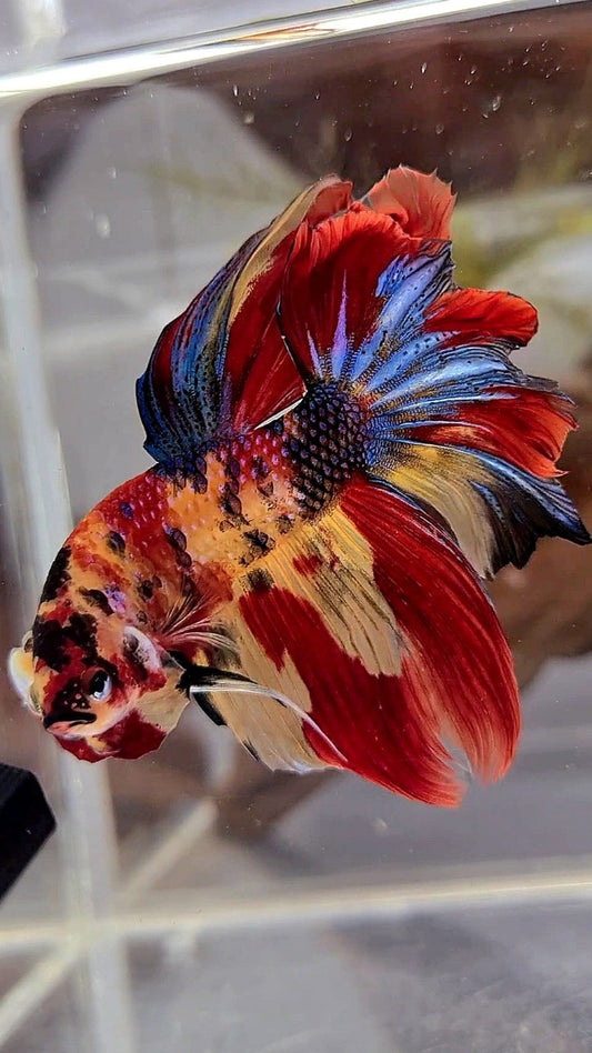 HALFMOON ROSETAIL YELLOW RED MULTICOLOR BETTA FISH