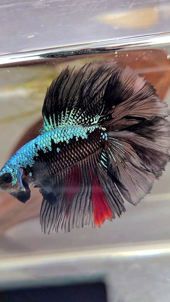 HALFMOON DOUBLE TAIL ROSETAIL BLACK BLUE SAMURAI BETTA FISH