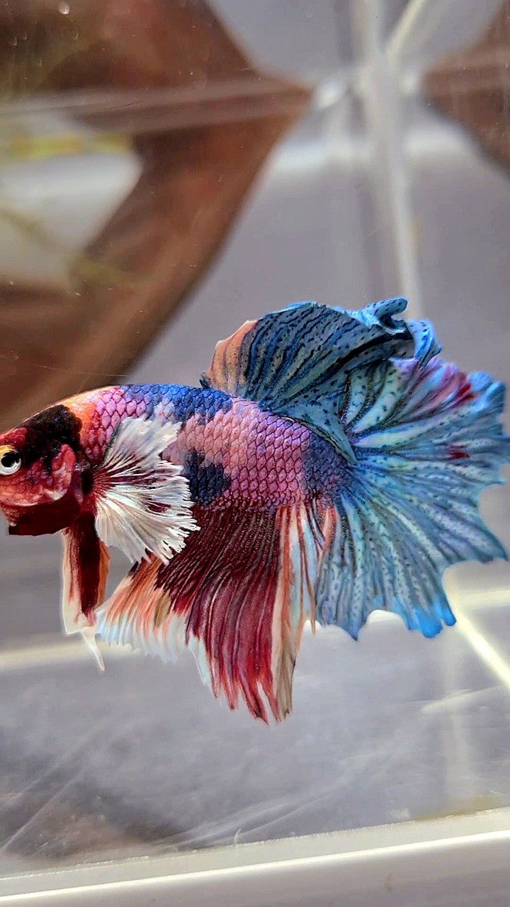 HALFMOON DUMBO EAR PURPLE CANDY FANCY MULTICOLOR BETTA FISH