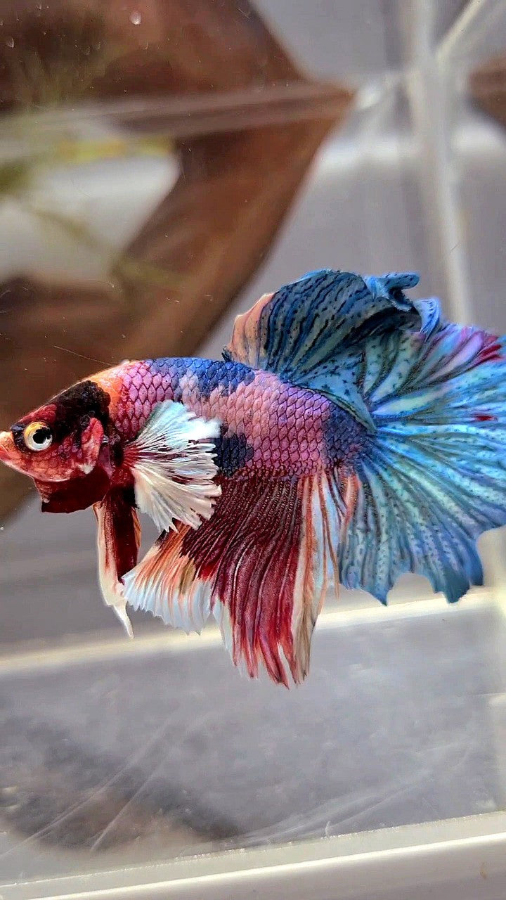 HALFMOON DUMBO EAR PURPLE CANDY FANCY MULTICOLOR BETTA FISH