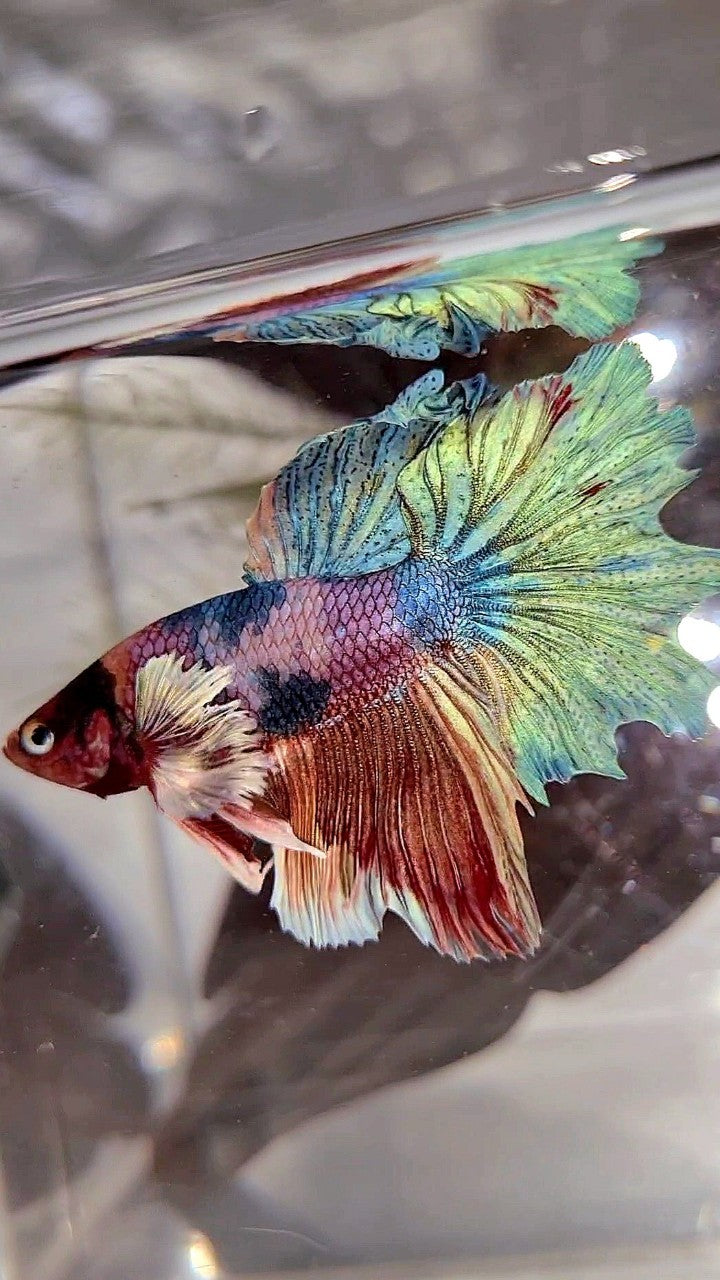 HALFMOON DUMBO EAR PURPLE CANDY FANCY MULTICOLOR BETTA FISH