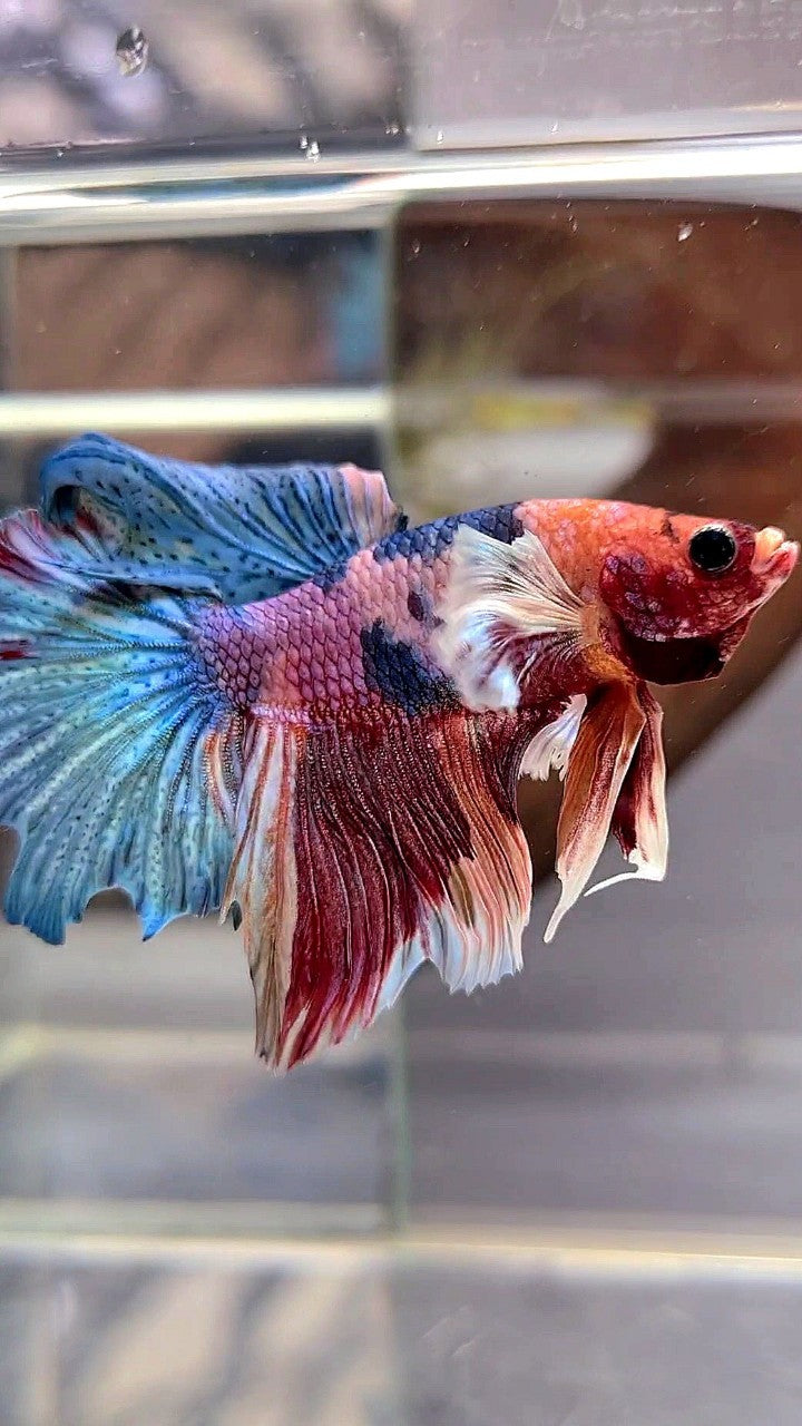 HALFMOON DUMBO EAR PURPLE CANDY FANCY MULTICOLOR BETTA FISH