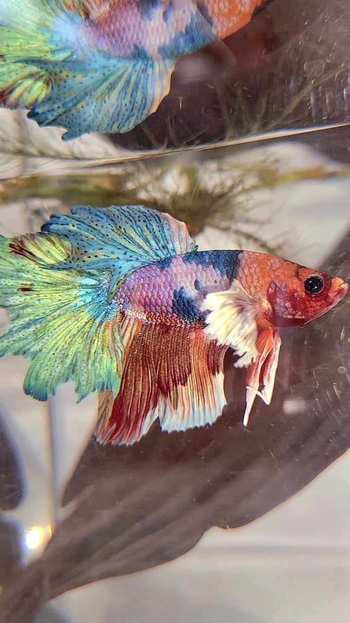 HALFMOON DUMBO EAR PURPLE CANDY FANCY MULTICOLOR BETTA FISH