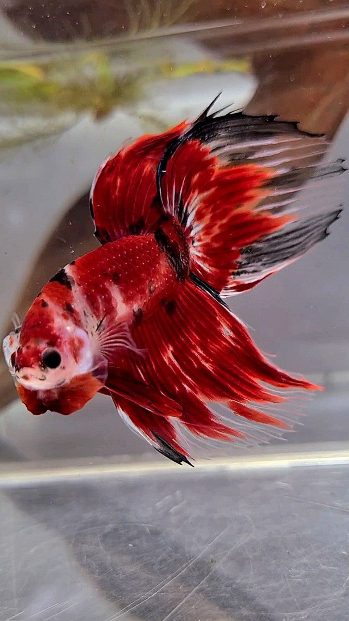 XL VEILTAIL RED KOI TIGER MULTICOLOR BETTA FISH