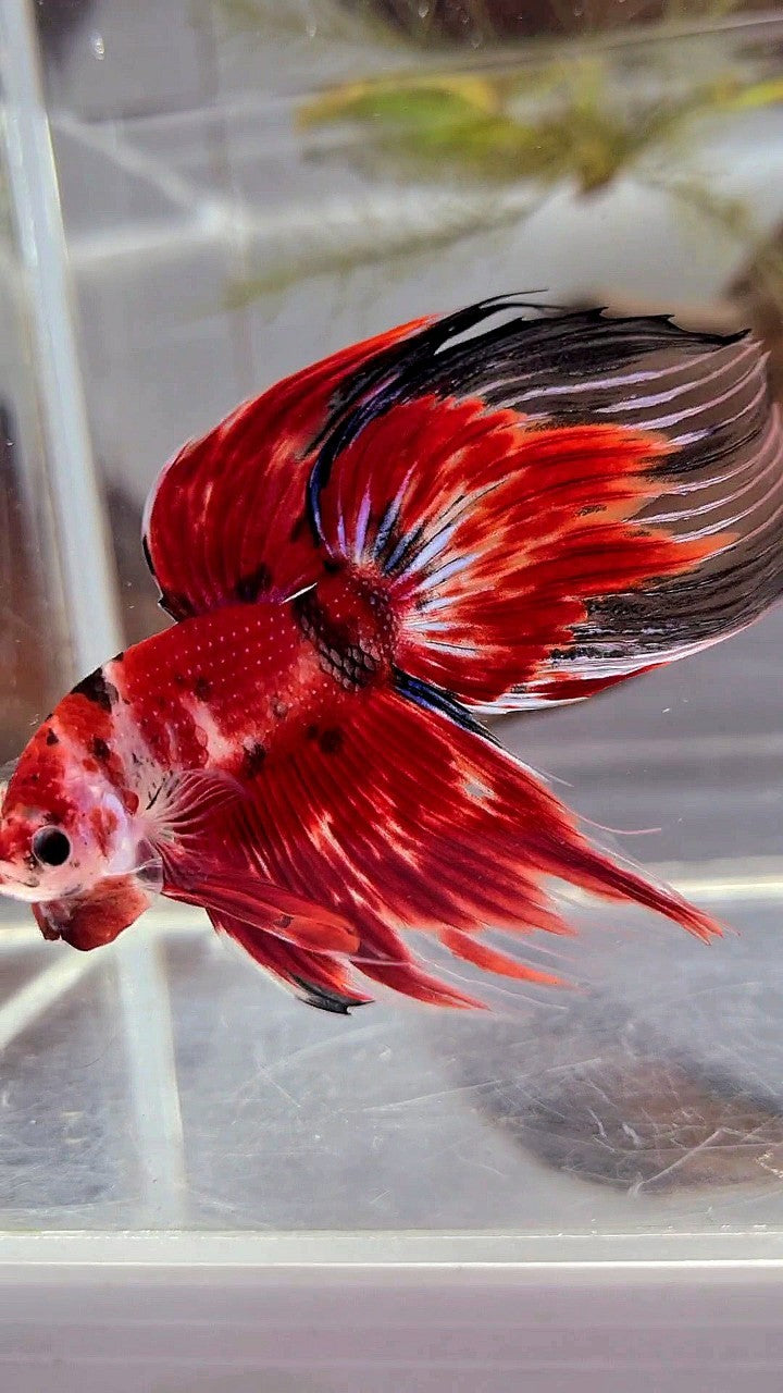 XL VEILTAIL RED KOI TIGER MULTICOLOR BETTA FISH