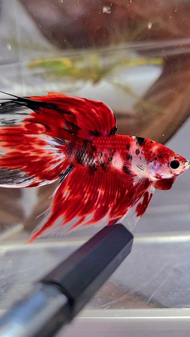 XL VEILTAIL RED KOI TIGER MULTICOLOR BETTA FISH