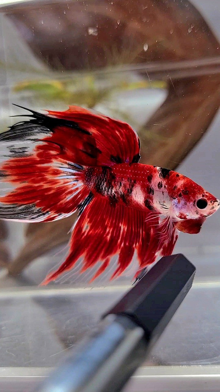 XL VEILTAIL RED KOI TIGER MULTICOLOR BETTA FISH