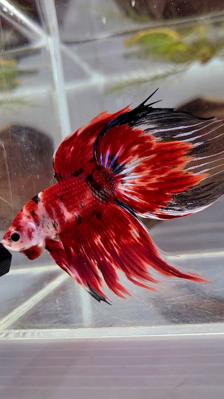 XL VEILTAIL RED KOI TIGER MULTICOLOR BETTA FISH