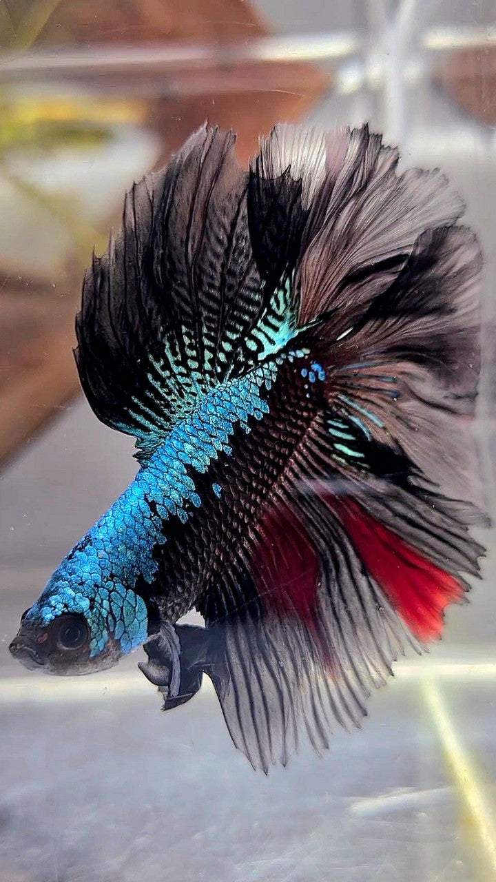 HALFMOON DOUBLE TAIL ROSETAIL BLACK BLUE SAMURAI BETTA FISH