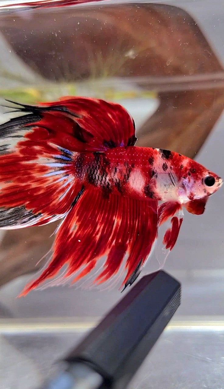 XL VEILTAIL RED KOI TIGER MULTICOLOR BETTA FISH