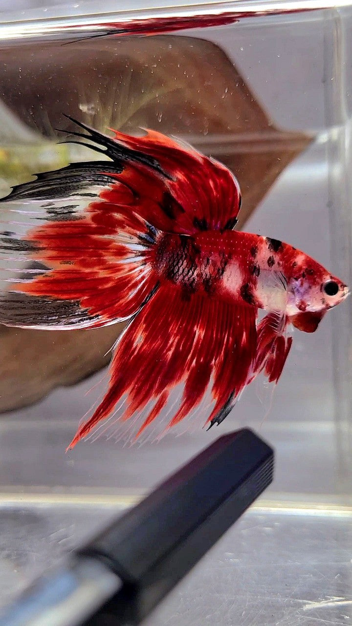 XL VEILTAIL RED KOI TIGER MULTICOLOR BETTA FISH