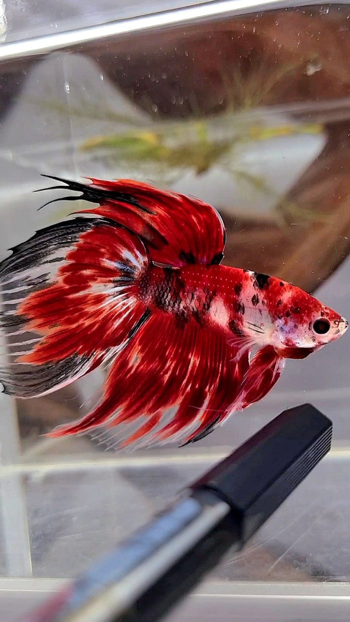 XL VEILTAIL RED KOI TIGER MULTICOLOR BETTA FISH