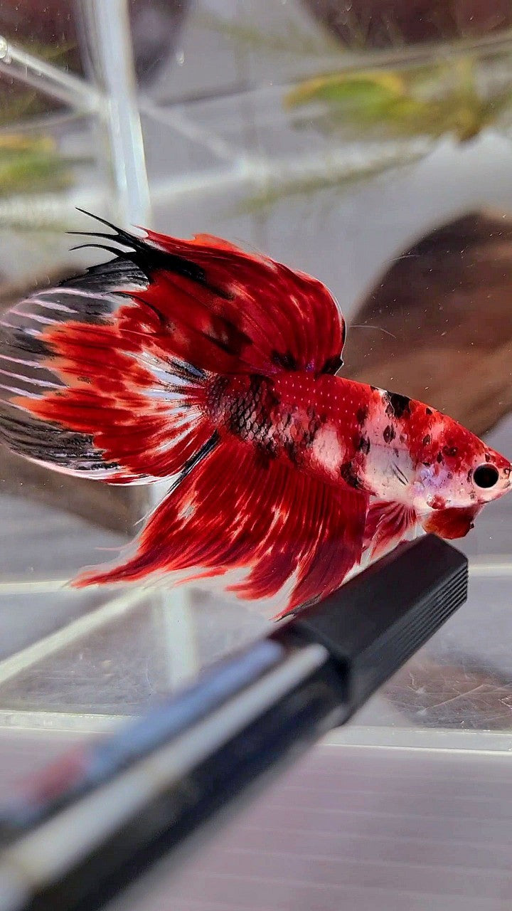 XL VEILTAIL RED KOI TIGER MULTICOLOR BETTA FISH