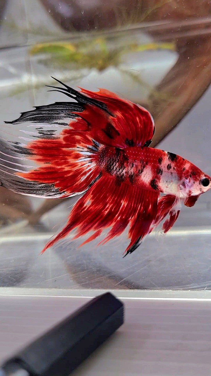 XL VEILTAIL RED KOI TIGER MULTICOLOR BETTA FISH