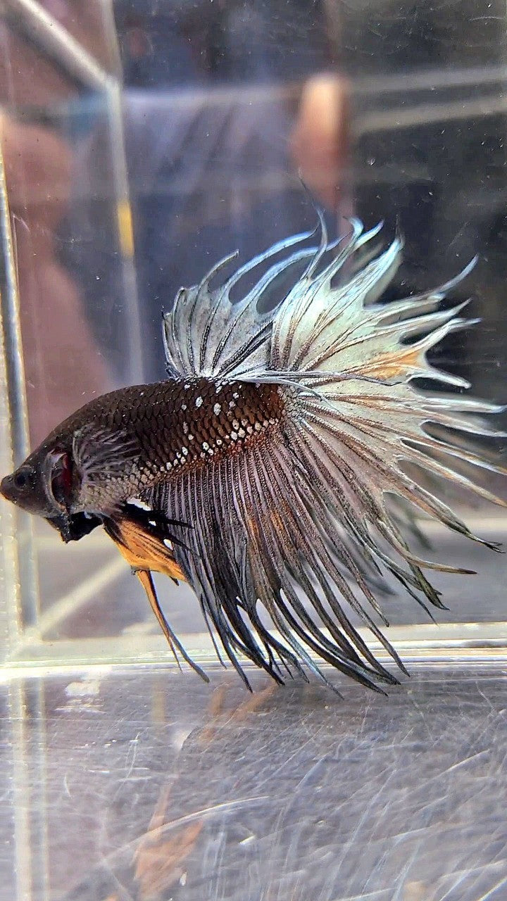 CROWNTAIL BLACK GALAXY COPPER AVATAR YELLOW BETTA FISH