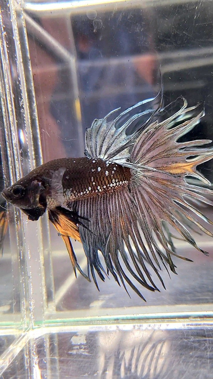 CROWNTAIL BLACK GALAXY COPPER AVATAR YELLOW BETTA FISH