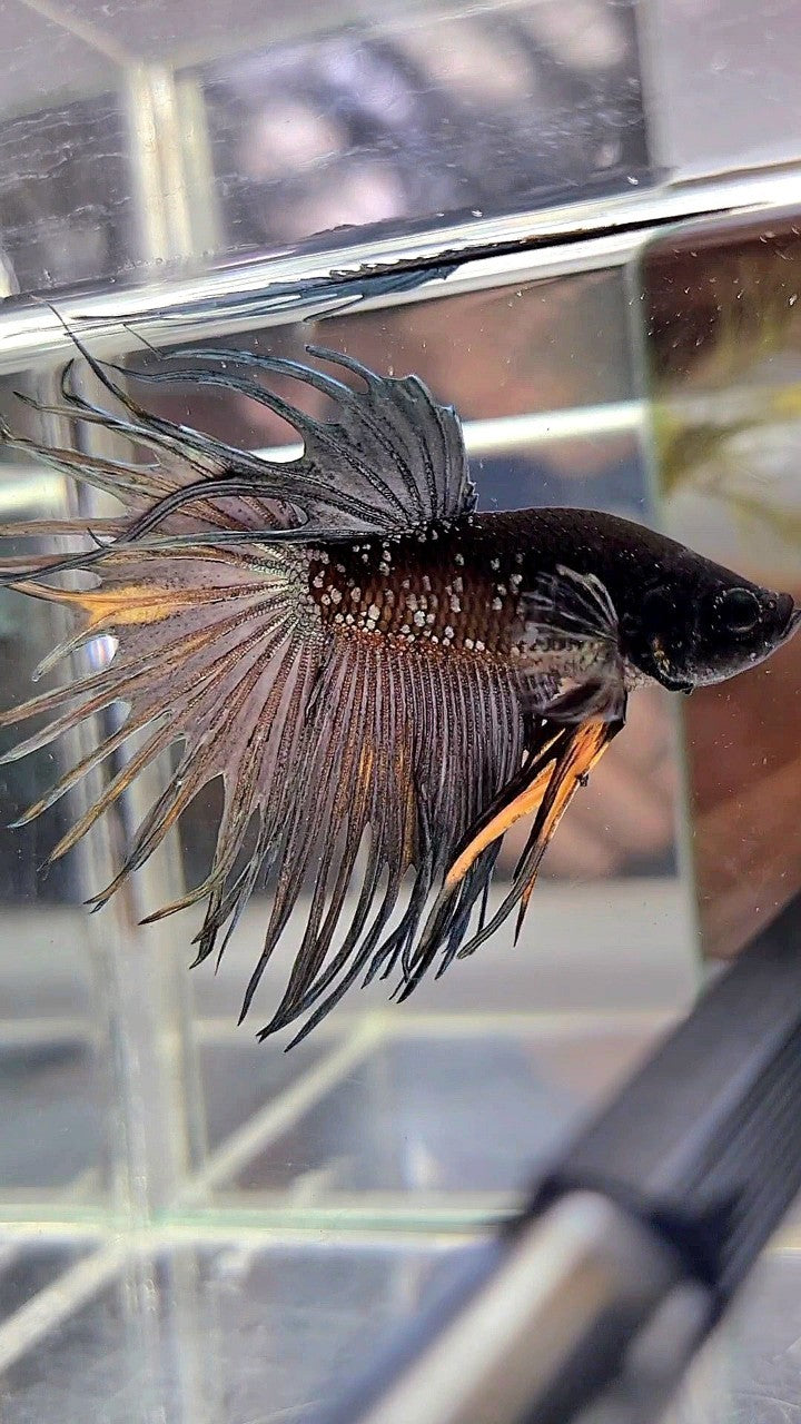 CROWNTAIL BLACK GALAXY COPPER AVATAR YELLOW BETTA FISH