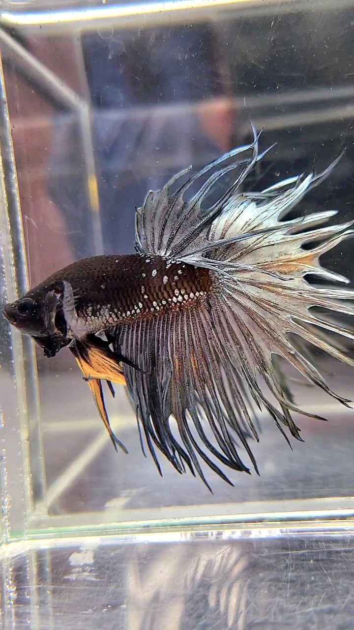 CROWNTAIL BLACK GALAXY COPPER AVATAR YELLOW BETTA FISH