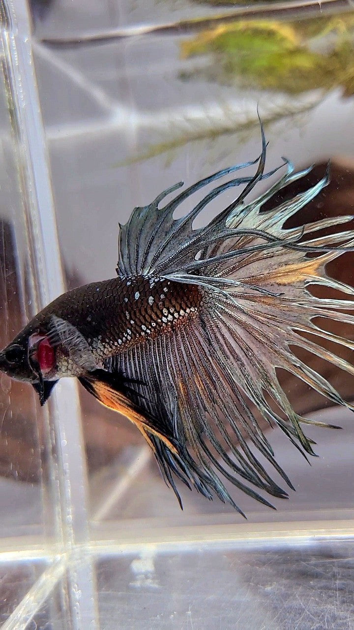 CROWNTAIL BLACK GALAXY COPPER AVATAR YELLOW BETTA FISH