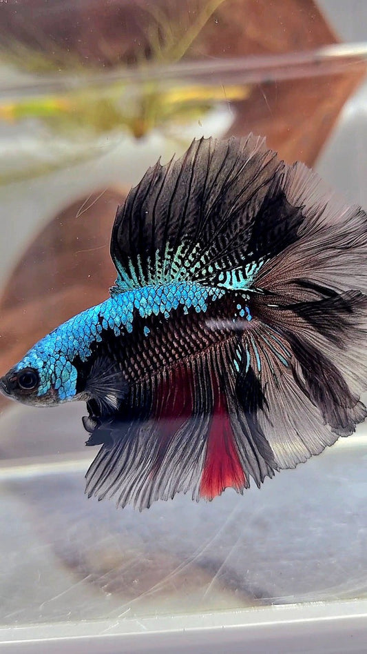 HALFMOON DOUBLE TAIL ROSETAIL BLACK BLUE SAMURAI BETTA FISH