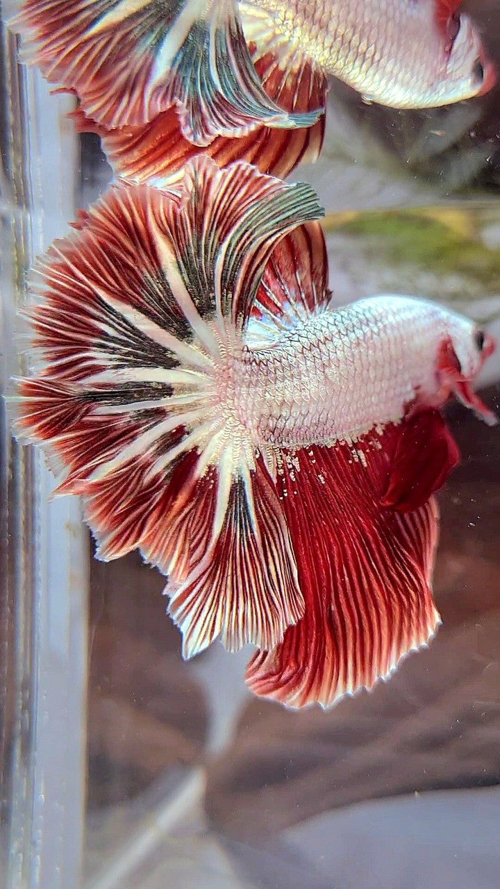 HALFMOON ROSETAIL RED COPPER RIM DRAGON BETTA FISH