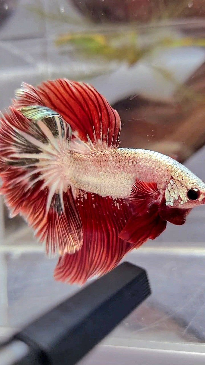 HALFMOON ROSETAIL RED COPPER RIM DRAGON BETTA FISH