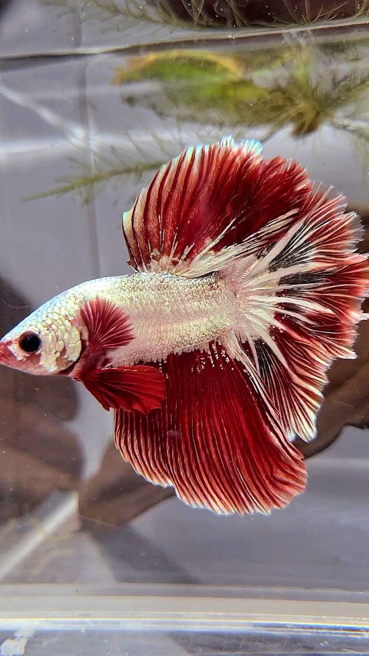 HALFMOON ROSETAIL RED COPPER RIM DRAGON BETTA FISH