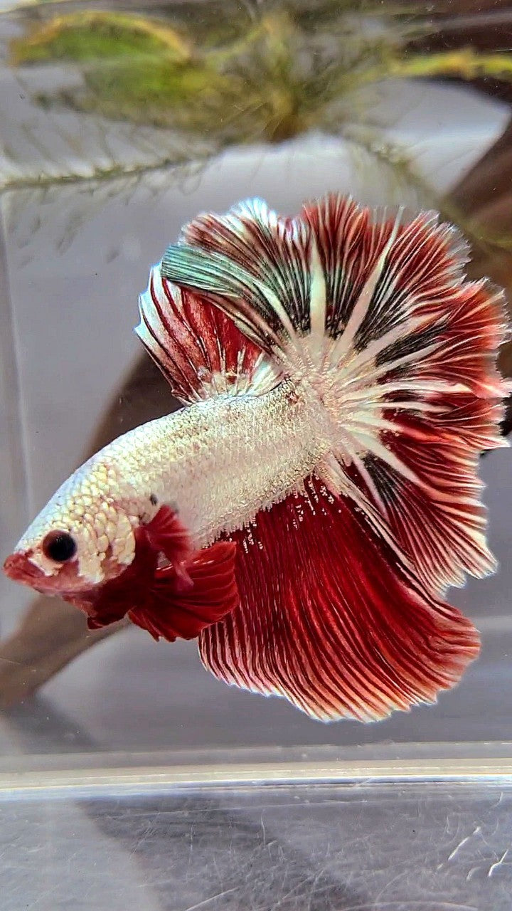 HALFMOON ROSETAIL RED COPPER RIM DRAGON BETTA FISH