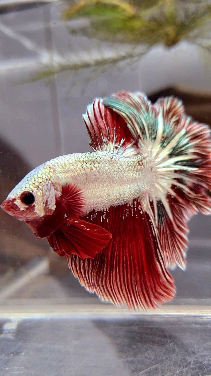 HALFMOON ROSETAIL RED COPPER RIM DRAGON BETTA FISH