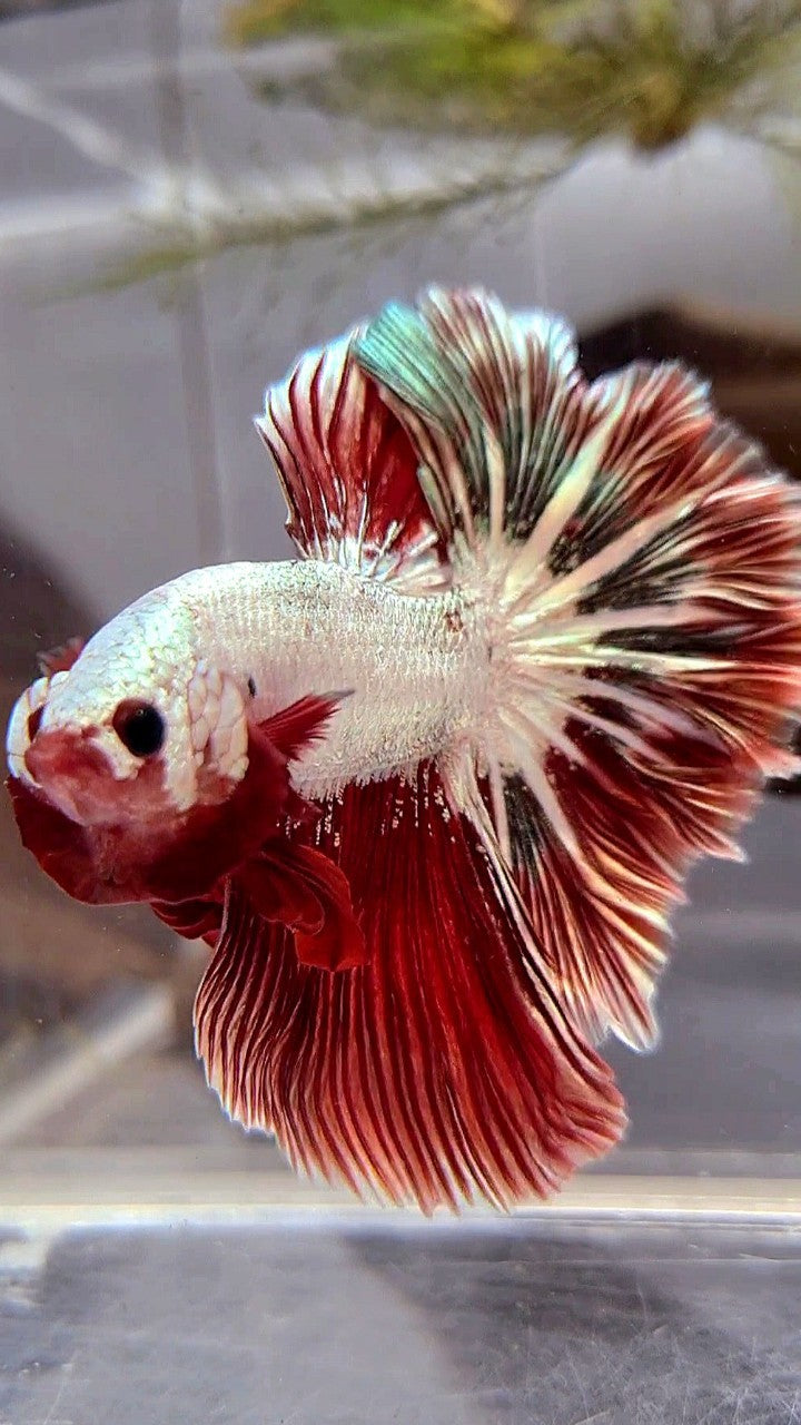 HALFMOON ROSETAIL RED COPPER RIM DRAGON BETTA FISH