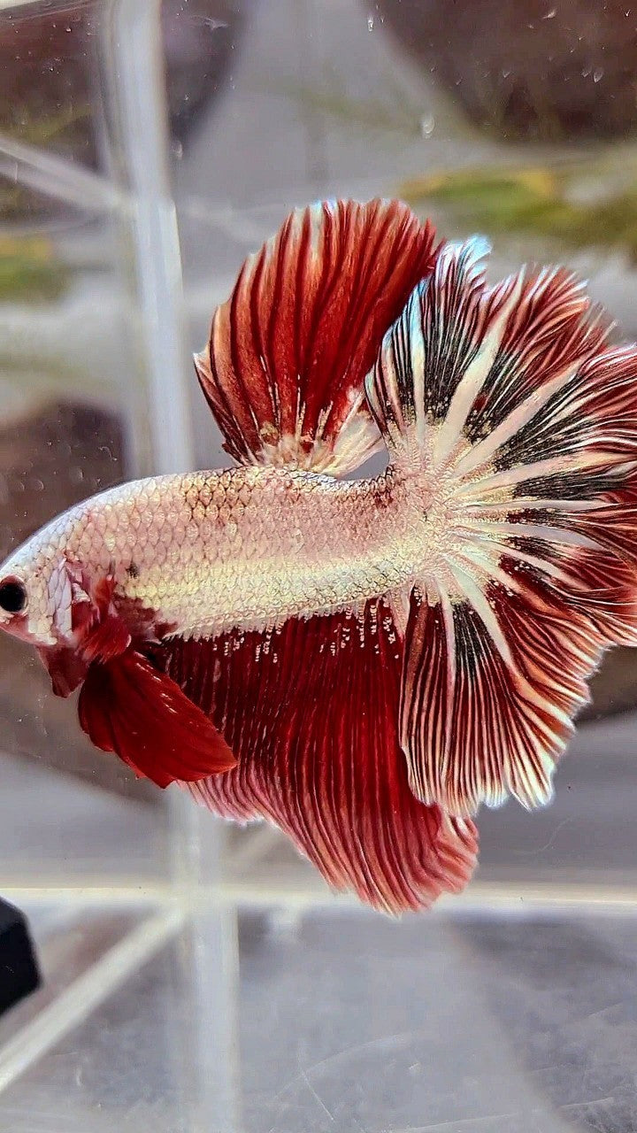 HALFMOON ROSETAIL RED COPPER RIM DRAGON BETTA FISH