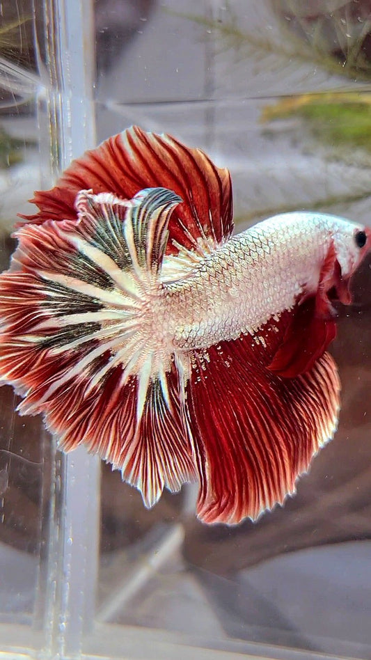 HALFMOON ROSETAIL RED COPPER RIM DRAGON BETTA FISH