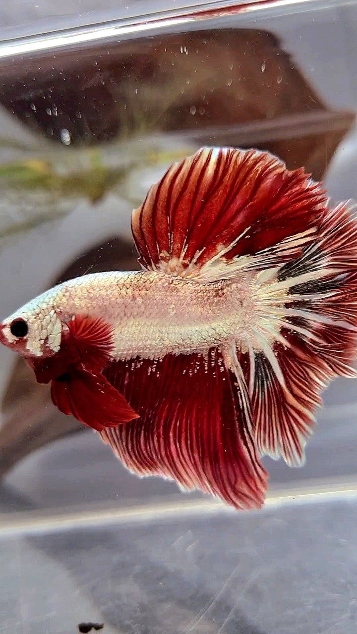 HALFMOON ROSETAIL RED COPPER RIM DRAGON BETTA FISH