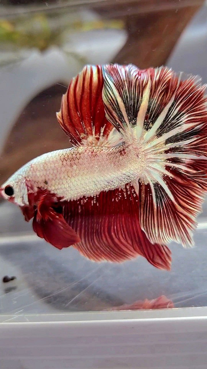 HALFMOON ROSETAIL RED COPPER RIM DRAGON BETTA FISH