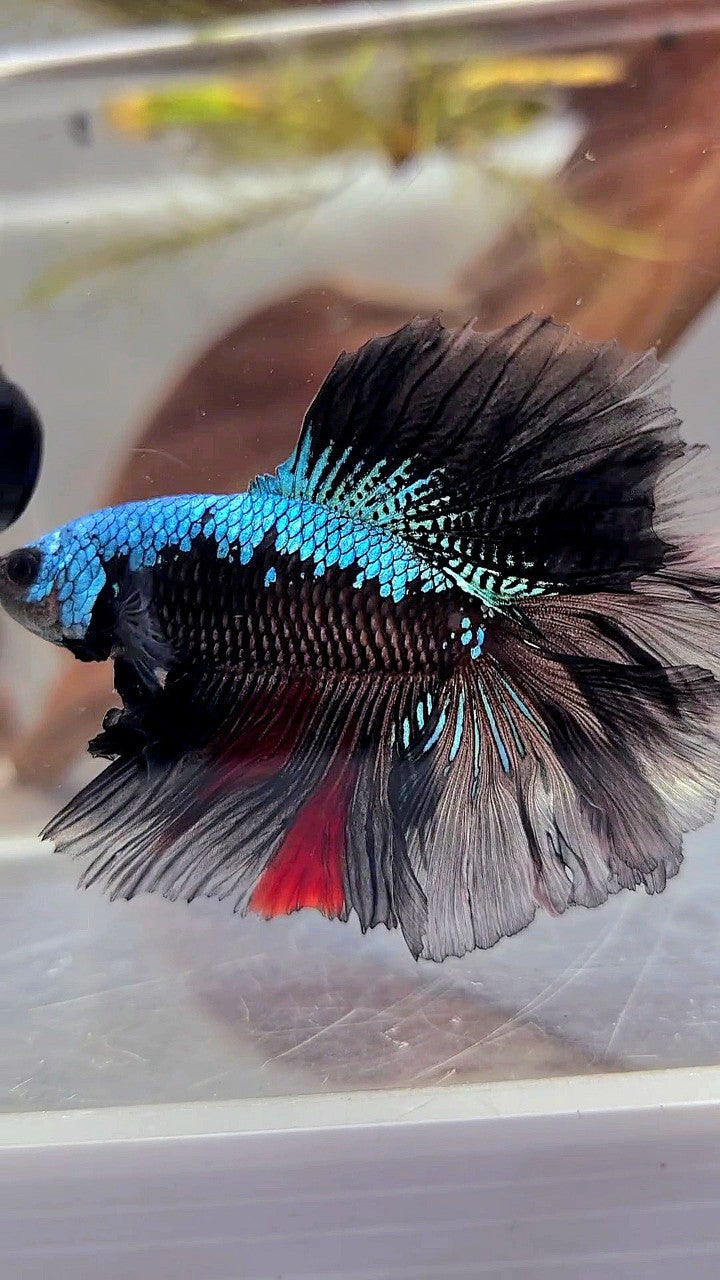 HALFMOON DOUBLE TAIL ROSETAIL BLACK BLUE SAMURAI BETTA FISH