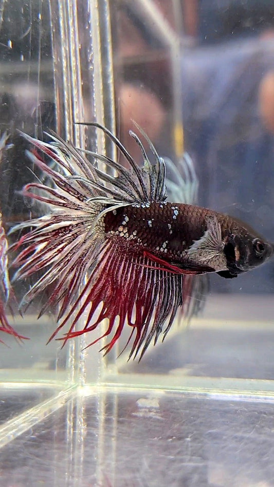 CROWNTAIL BLACK AVATAR RED BETTA FISH