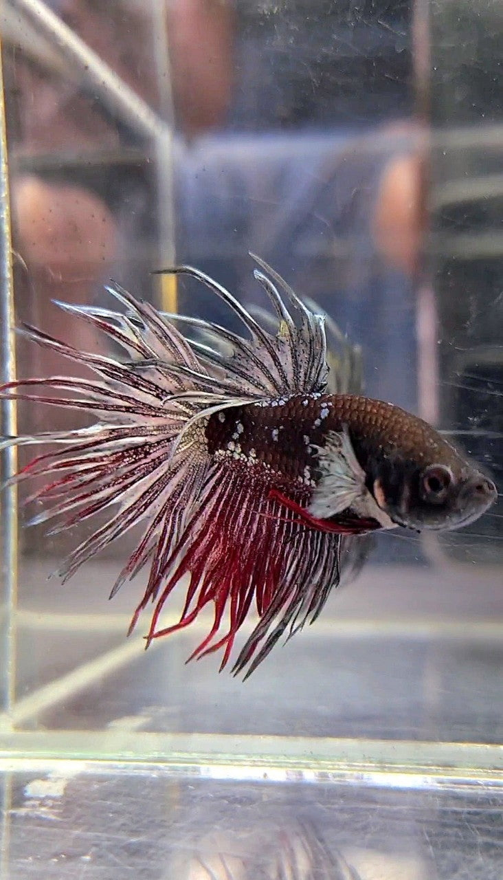 CROWNTAIL BLACK AVATAR RED BETTA FISH