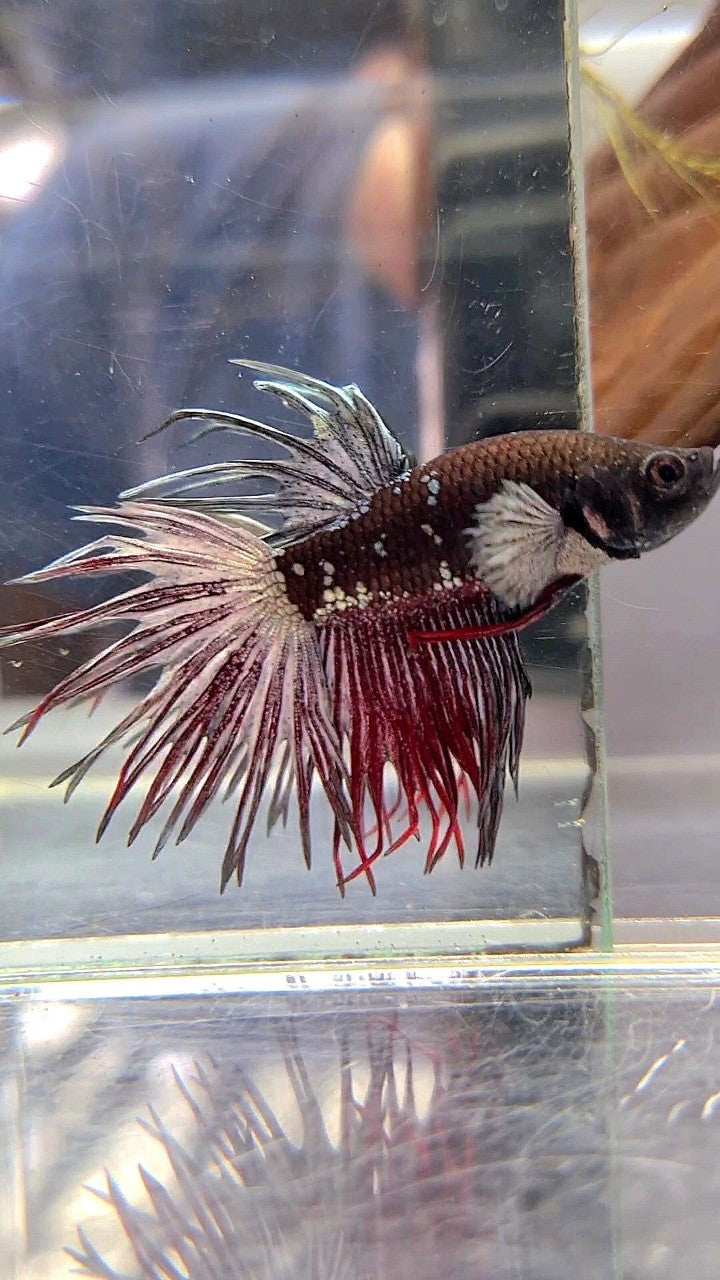 CROWNTAIL BLACK AVATAR RED BETTA FISH