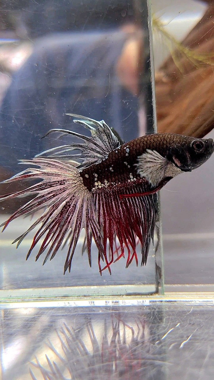 CROWNTAIL BLACK AVATAR RED BETTA FISH