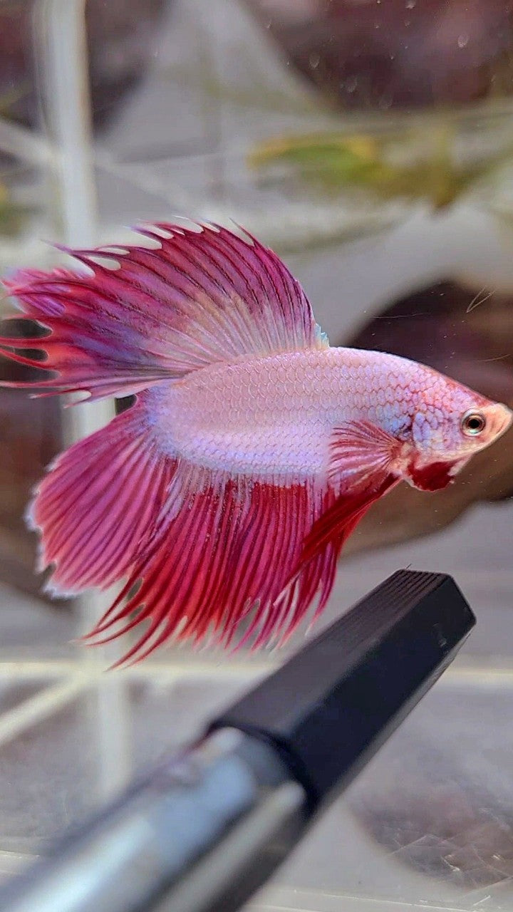 VEILTAIL DOUBLE TAIL CROWNTAIL PINK UNICORN BETTA FISH