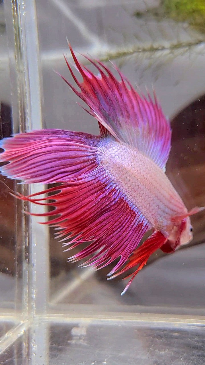 VEILTAIL DOUBLE TAIL CROWNTAIL PINK UNICORN BETTA FISH