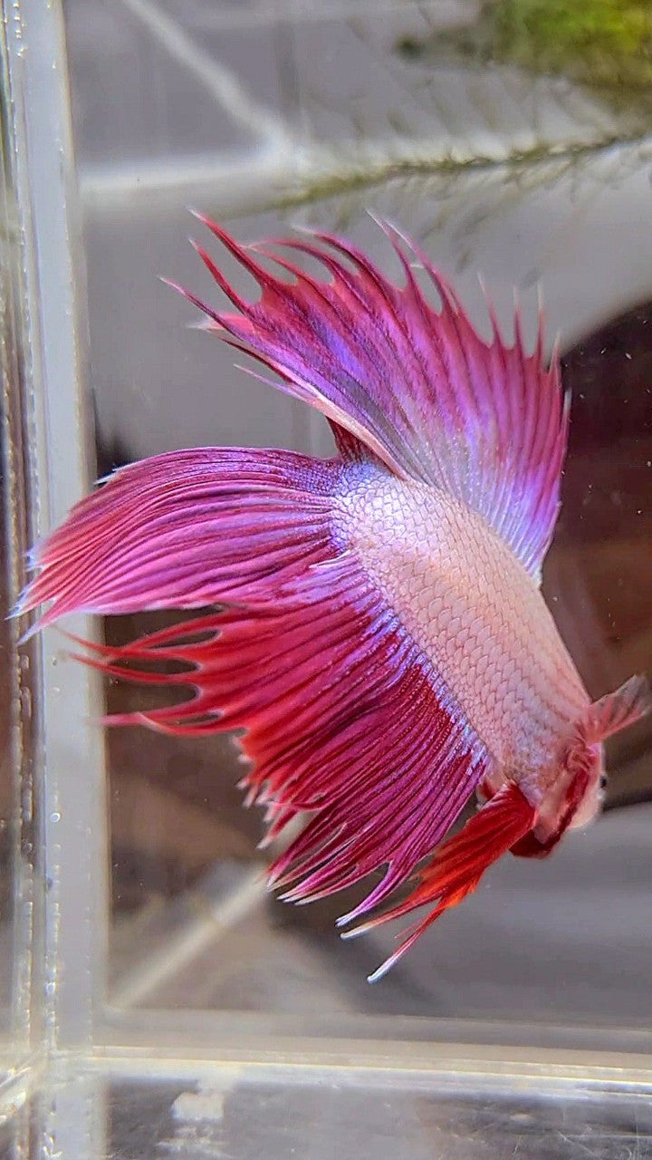 VEILTAIL DOUBLE TAIL CROWNTAIL PINK UNICORN BETTA FISH