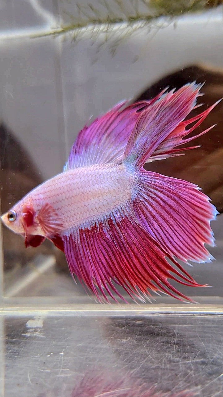 VEILTAIL DOUBLE TAIL CROWNTAIL PINK UNICORN BETTA FISH