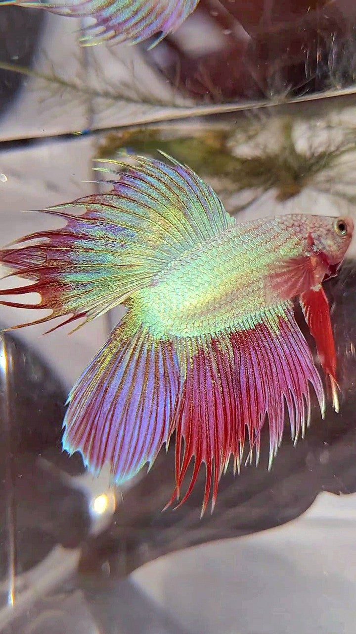 VEILTAIL DOUBLE TAIL CROWNTAIL PINK UNICORN BETTA FISH