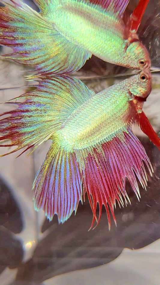 VEILTAIL DOUBLE TAIL CROWNTAIL PINK UNICORN BETTA FISH