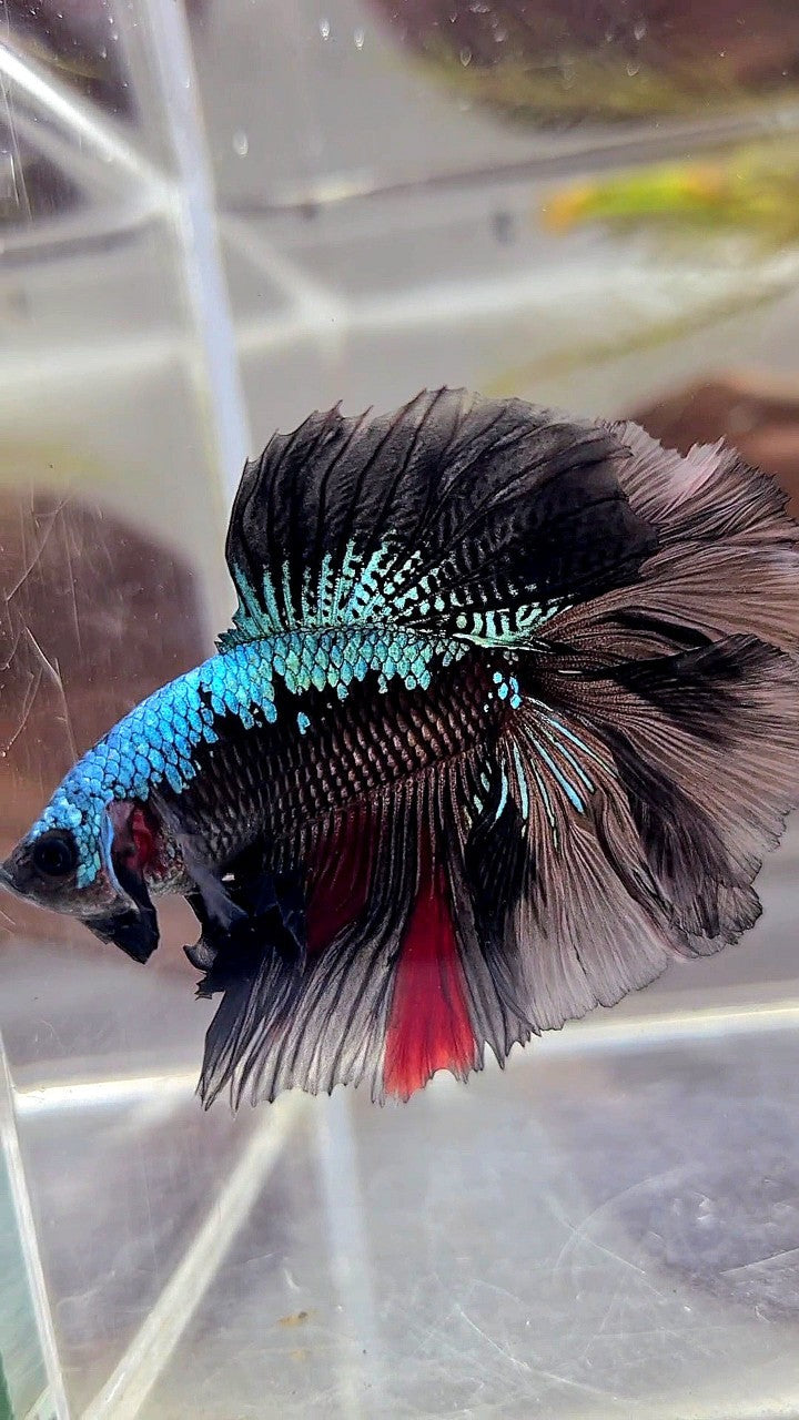 HALFMOON DOUBLE TAIL ROSETAIL BLACK BLUE SAMURAI BETTA FISH